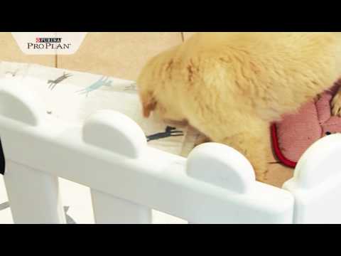 Video: Jak Naučit Vaše štěně Stát