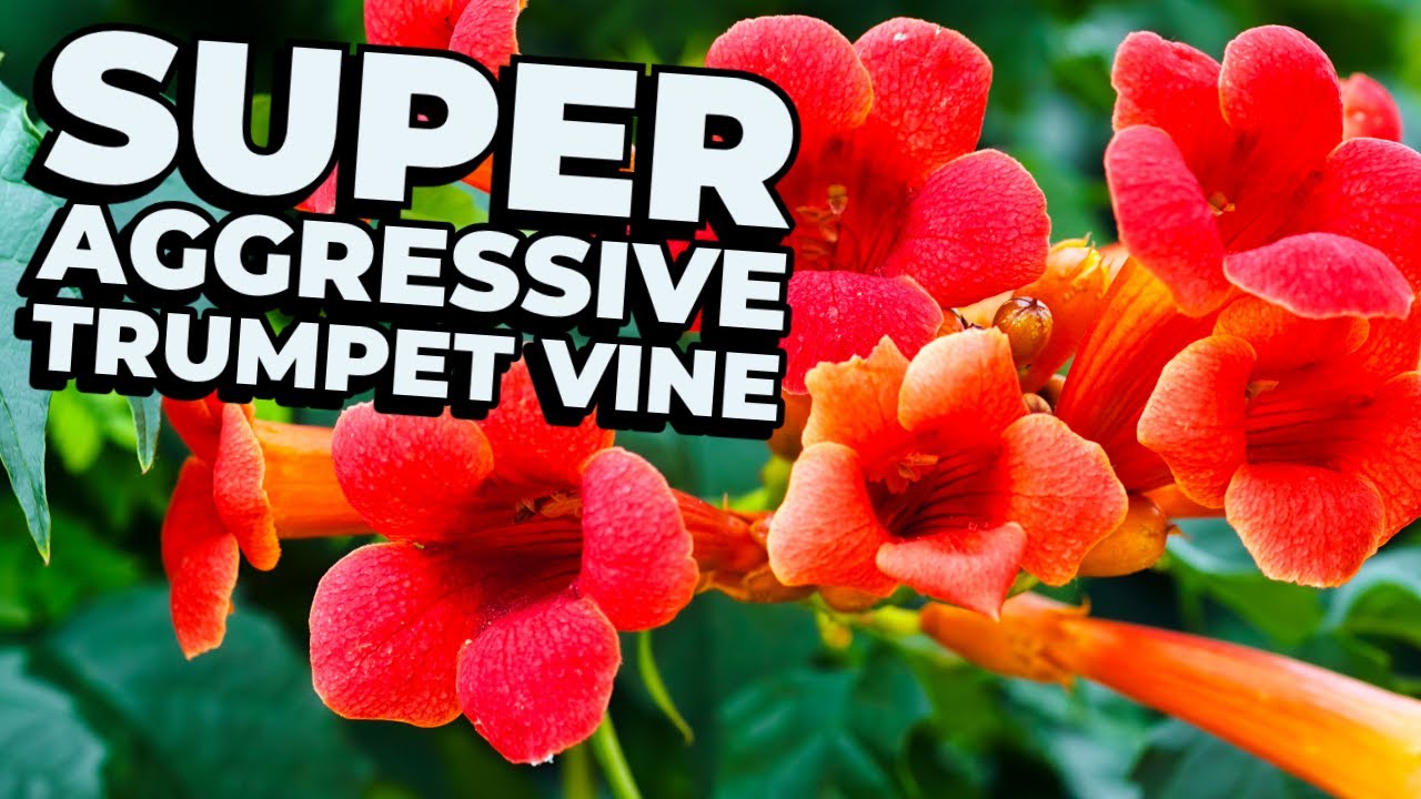 Super aggressive climbing plants - TRUMPET VINE
