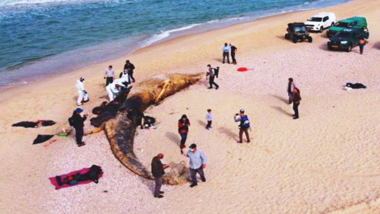 Israel hit by worst environmental disaster in decades / Disasters