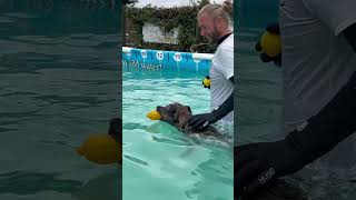 Rescue Staffie X Oki Is Getting Braver With Every Swim