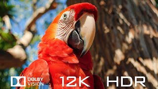 Dolby Vision 12K HDR 120fps - Animal Landscapes And Relaxing Piano Music