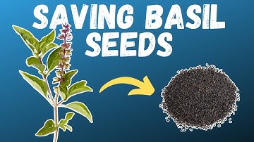 HOW TO SAVE BASIL SEEDS | Growing food in small spaces