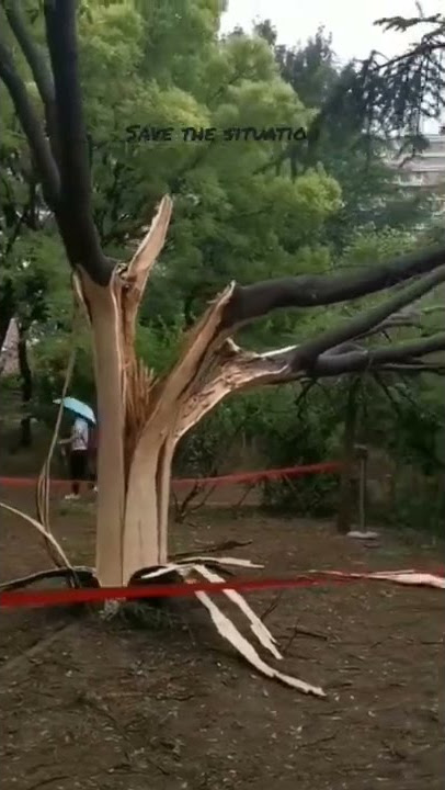 आसमान से गिरी बिजली और फट गई पेड़ | akashiya bijli kaise girta hai | save the situation |