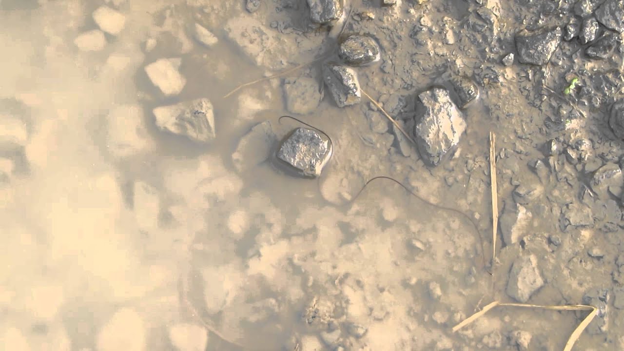 Gordius sp a Horsetail Worm YouTube