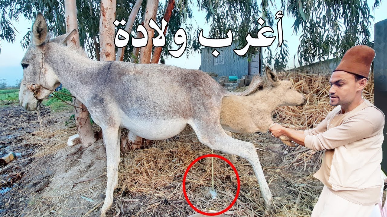 شاهد اغرب ولادةفي العالم علي يد الحاج بسيوني والمولود المعجزه