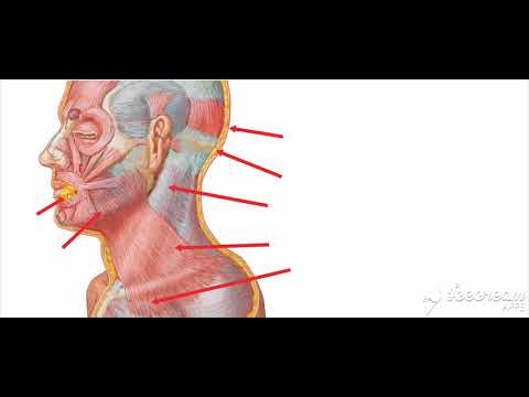 Видео: Platysma Muscle Произход, функция и функция - Карти на тялото