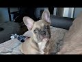 This Is Why You MUST Get a French Bulldog (25+ Cute Puppy Clips)