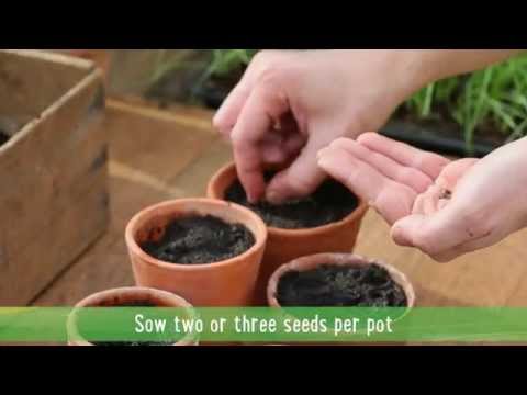 How to: Grow the best sweet peas