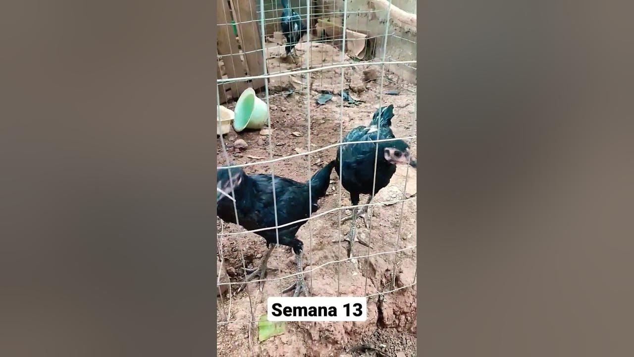 Gallos giros YouTube