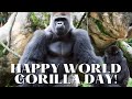 ✨🦍WORLD GORILLA DAY: Introduction to Gorillas in Kanto region, Japan 2022 🦍✨2022年世界ゴリラの日おめでとう（0140）