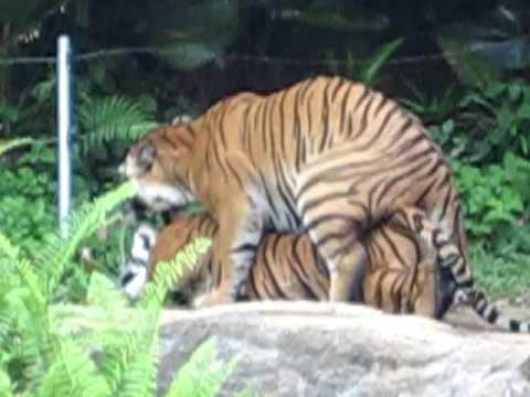 Gay, Tiger, Making, Love, Mating, animal, nature, zoo, male, sex.