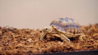Zoo Med Reptile Supplies | Chewy