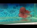 Middle of video