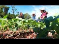 Fazenda é destaque na produção de grãos em Astorga