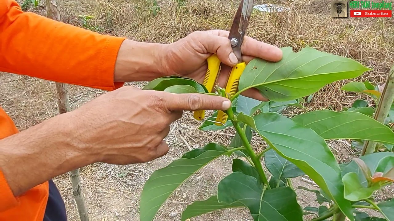 Pemangkasan Pertama Pohon Alpukat Usia 3 Bulan