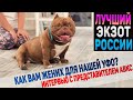 Крутой парень? Познакомимся поближе! Экзотик Булли FB Cat. Интервью с представителями ABKC и BBR