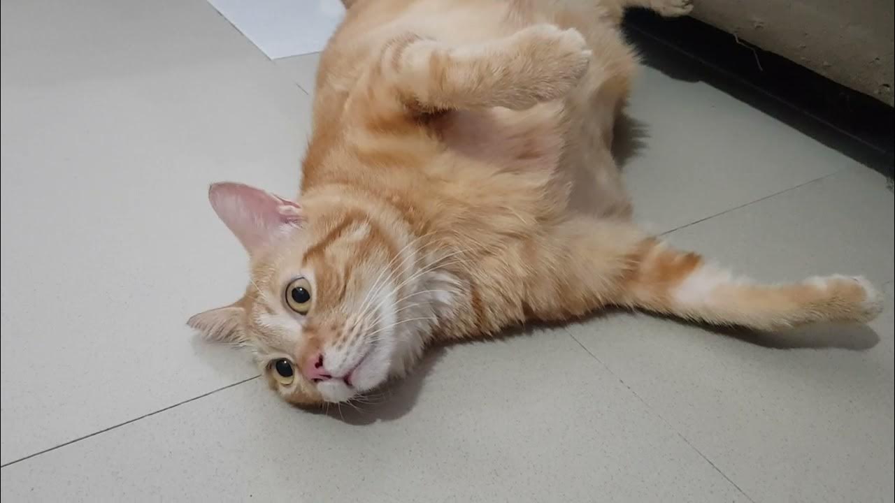 My Cat is stuck at 99 YouTube