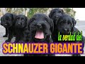 El Schnauzer Gigante