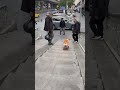 This Smart Dog Went Down the Stairs on a Skateboard 🛹👇#ViralDog #FunnyDog #DogShorts