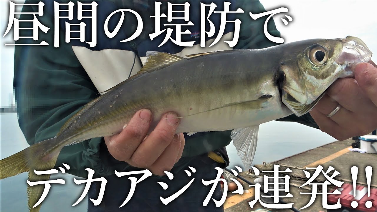 昼間からデカアジが連発！日本一尺アジが釣れる釣り公園の釣果が異次元すぎました