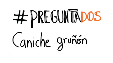 ¿Por qué mi perro gruñe cuando le acaricio pero sigue queriendo que le acaricie?