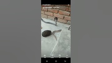 Porcupine and snakes