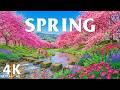 Spring Blossoms 4K 🌸 Cherry Trees, Wild Fields and the Poetry of Spring Light