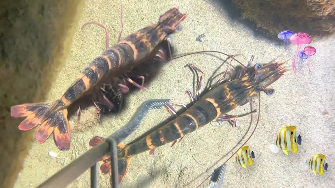 Lặn đêm bắt hải sản - Bắt tôm hùm, cua, tôm sú và lươn6