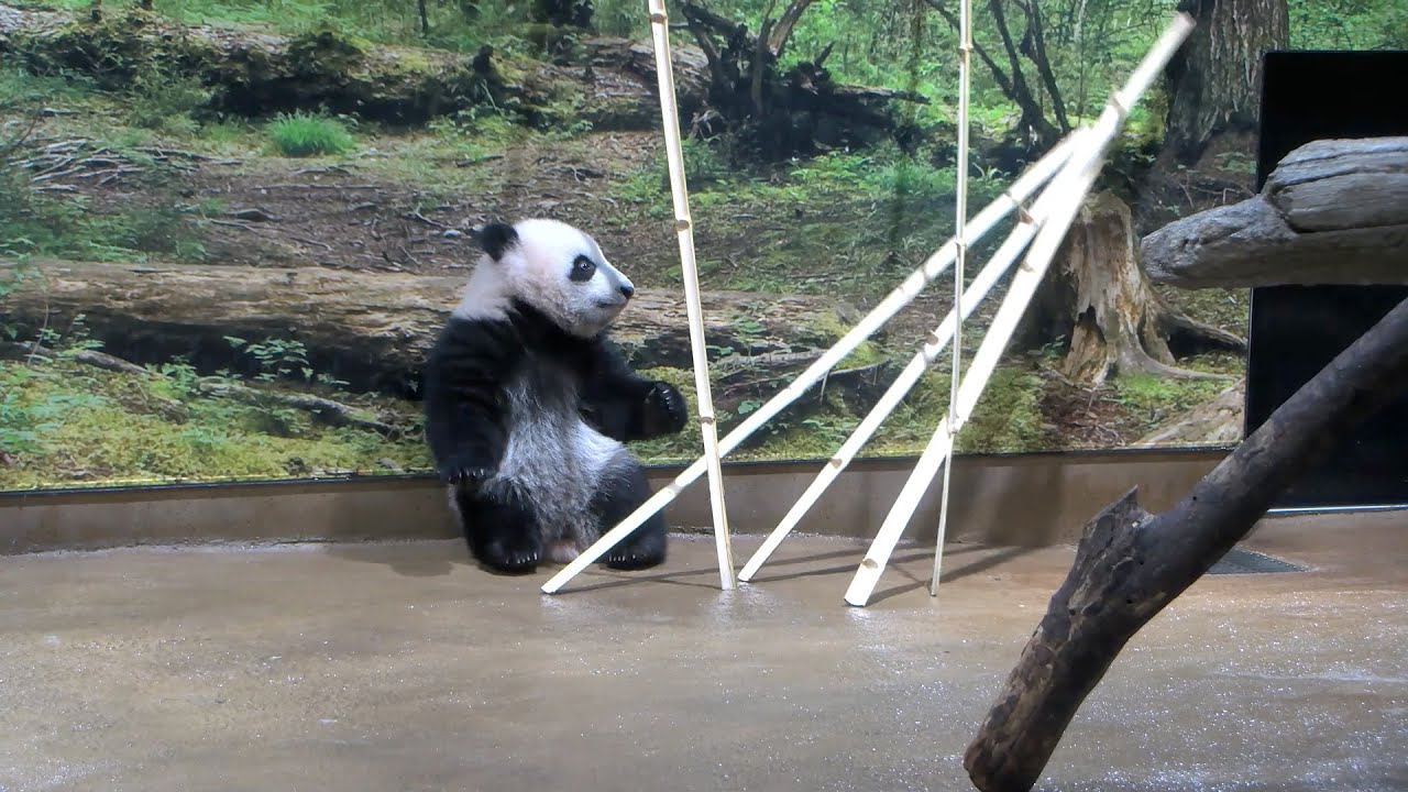 ジャイアントパンダのようす 2022年1月3日撮影