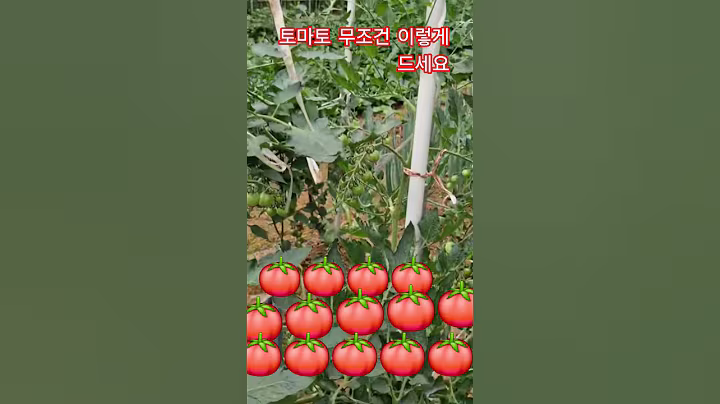 토마토 무조건 이렇게 드세요 #건강정보