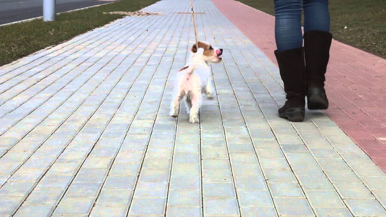 Jack-Tonic Winter Rose 4