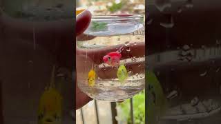 Beautiful glass fish in the small tank #fishtank #beautiful #fish