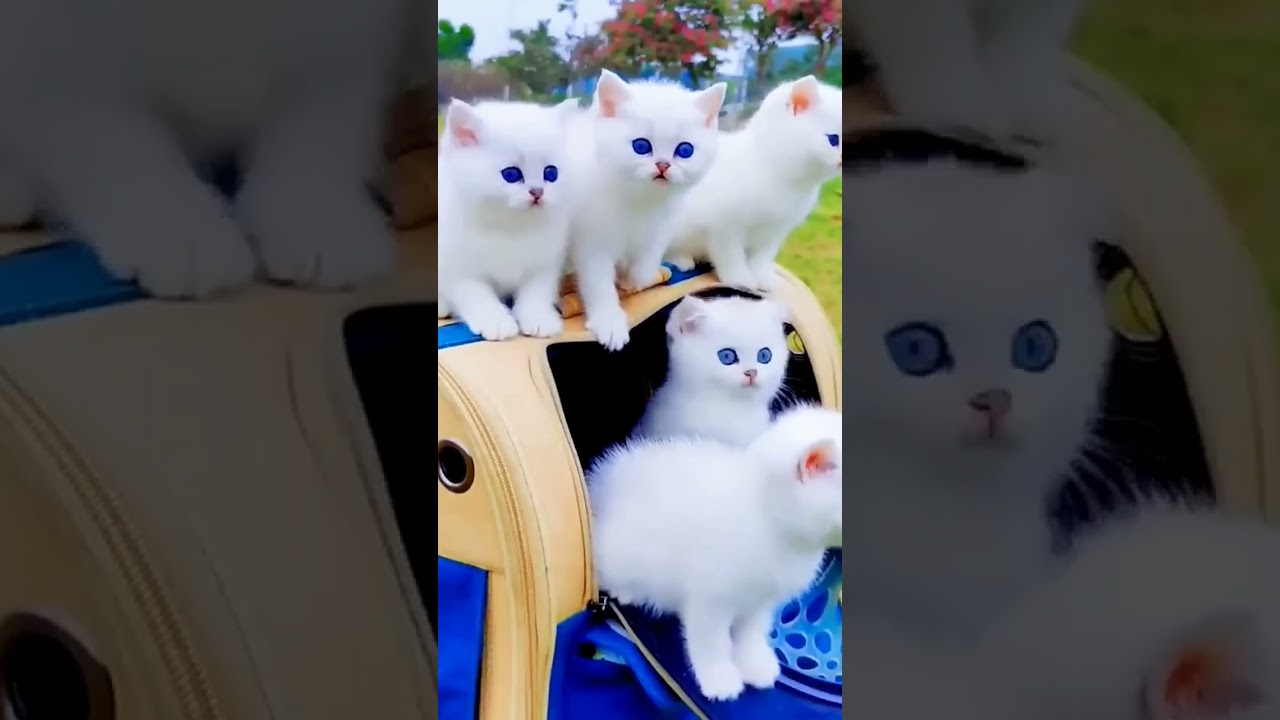 Jisan very happy | Shorts video 391