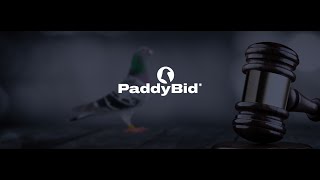 Paddybid Videopromo