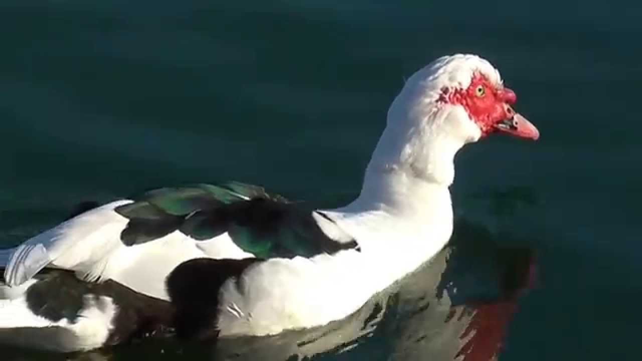 lake-ag-a-ducks-chania-crete-leyka-ori-youtube