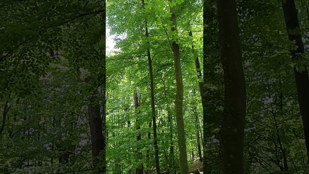 Clip 635 – 🌌 The Forest Sleeps – Nightfall and Stillness 🌠🌳