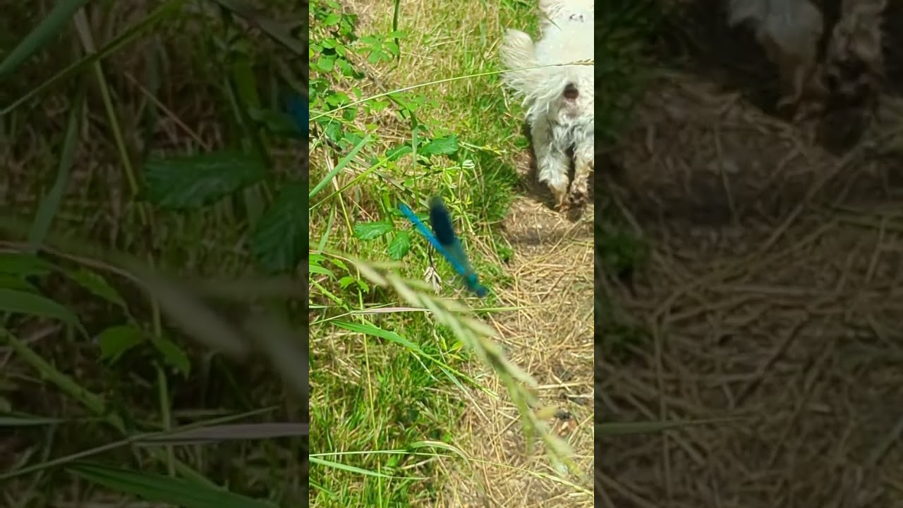 Banded Demoiselle Damselfly - an incredibly expert piece of film editing (not)