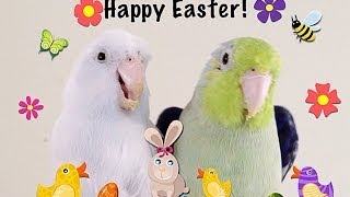 Happy Easter Everybirdy!