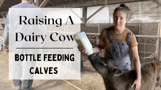 RAISING A DAIRY COW | Bottle Feeding Calves