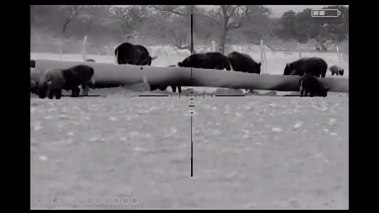 Halo LR thermal scope shows feral hogs eating cattle feed on Texas ranch