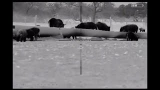 Halo Lr Thermal Scope Shows Feral Hogs Eating Cattle Feed On Texas Ranch