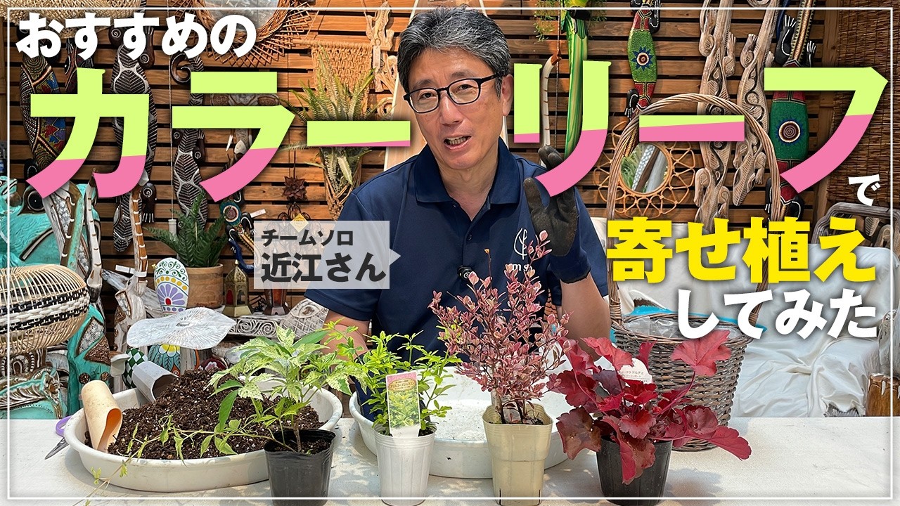 Tried planting recommended colorful foliage together - YouTube