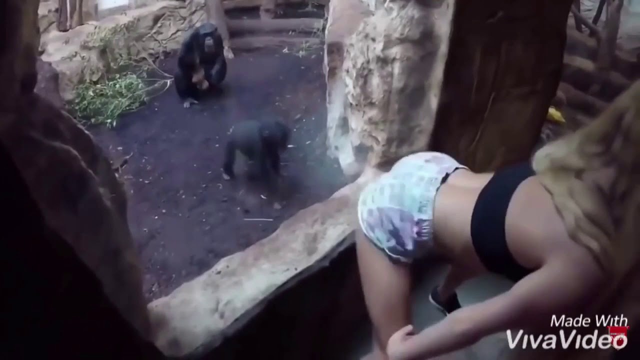 Bloody brazil teen zoo. Девушка в зоопарке. Обезьяна блондинка в зоопарке. Обезьяна тверкает.