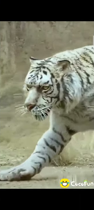 Story wa cocofun indo terbaru harimau putih ngamuk 2021