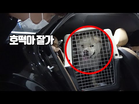 유기견과 헤어지게 되었습니다