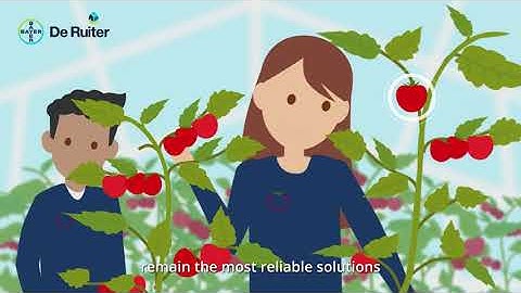 Unlocking the Power of Rootstocks: Boost Your Tomato Harvest!