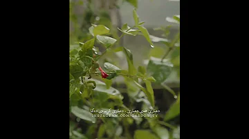 ناسر رزازی هەرچەند دەکەم خیاڵان ئەو دڵە سگەم ناسڕەوێ کوردستان حسن زیرک ناصررزازی Awat Bokani ایران 