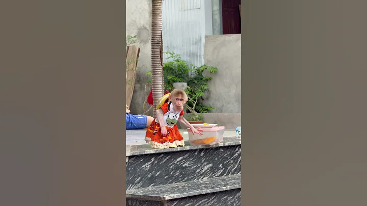 Bibi was caught stealing food by her father. 🤣 #monkey #hoaky #cute #funny #money #monkeys #animals