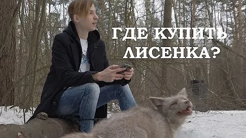 ГДЕ КУПИТЬ ЛИСЕНКА? Все о вариантах покупки лис.