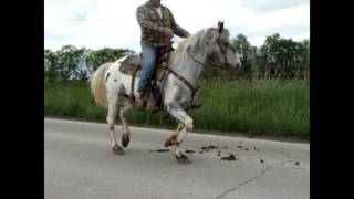 LEOPARD APPALOOSA GELDING